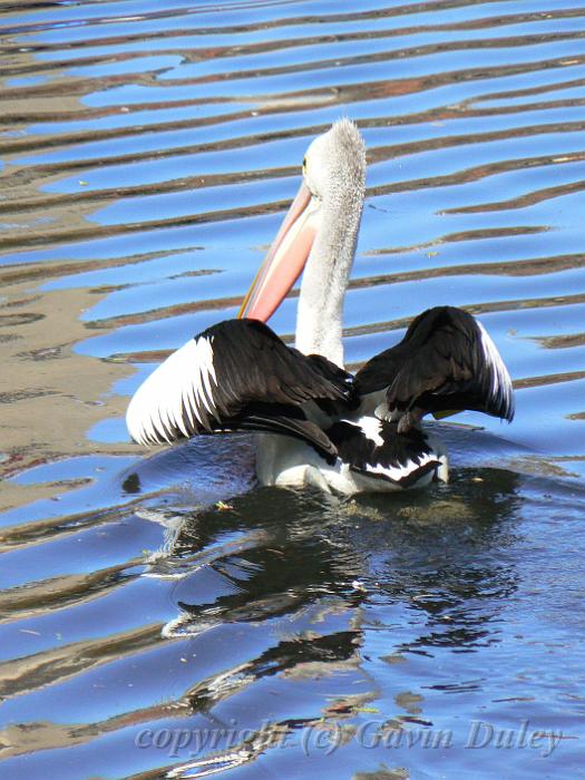 Australian Pellican (Pelecanus conspicillatus), River Torrens P1030573.JPG